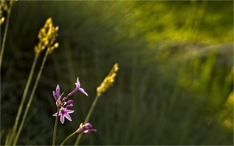 中国植物生长调节剂行业发展环境分析及趋势预测