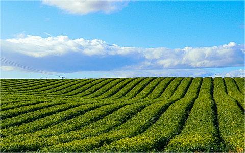 关于在全国全面实施三大粮食作物完全成本保险和种植收入保险政策的通知政策解读